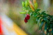 Red Jasper and Bloodstone Earring